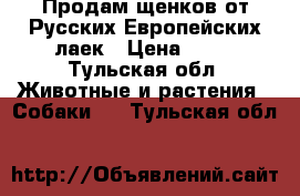 Продам щенков от Русских-Европейских лаек › Цена ­ 15 - Тульская обл. Животные и растения » Собаки   . Тульская обл.